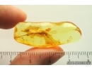Big 25mm Bristletail Machilidae. Fossil inclusions Ukrainian Rovno amber #14083R