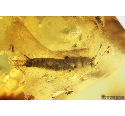 Silverfish Lepismatidae. Fossil inclusion in Baltic amber stone #14084