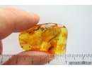 Silverfish Lepismatidae. Fossil inclusion in Baltic amber stone #14084