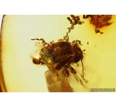 Rare Psocid Psocoptera Nymph with camouflage. Fossil insect Baltic amber #14085