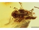 Rare Psocid Psocoptera Nymph with camouflage. Fossil insect Baltic amber #14085
