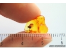 Rare Psocid Psocoptera Nymph with camouflage. Fossil insect Baltic amber #14085
