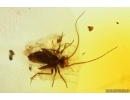 Psocid Psocoptera Nymph, Millipede Polyxenidae and Mite Acari. Fossil insects Baltic amber #14086
