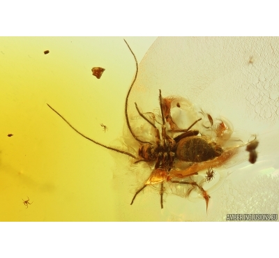 Psocid Psocoptera Nymph, Millipede Polyxenidae and Mite Acari. Fossil insects Baltic amber #14086