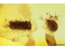 Psocid Psocoptera Nymph, Millipede Polyxenidae and Mite Acari. Fossil insects Baltic amber #14086