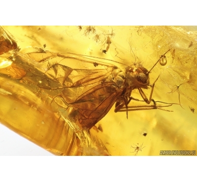Psocid Psocoptera. Fossil insect Baltic amber #14087