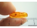 Psocid Psocoptera. Fossil insect Baltic amber #14087