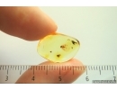 Nice Psocid Psocoptera. Fossil insect in Ukrainian Rovno amber #14088