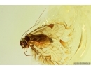 Nice Psocid Psocoptera. Fossil insect in Ukrainian Rovno amber #14088