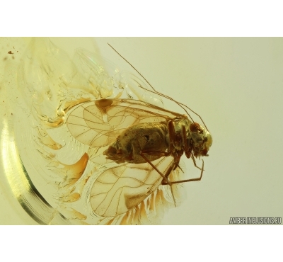 Nice Psocid Psocoptera. Fossil insect in Ukrainian Rovno amber #14088