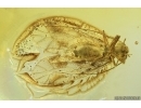 Nice Psocid Psocoptera. Fossil insect in Ukrainian Rovno amber #14089