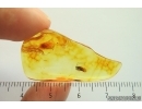Nice Psocid Psocoptera. Fossil insect in Ukrainian Rovno amber #14090R
