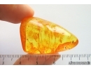 Rare Aphid Nymph Aphididae Fossil insect in Ukrainian Rovno amber #14093R