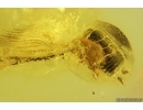 Cockroach Blattaria. Fossil insect in Baltic amber #14095