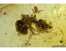 Cockroach Blattaria and Ant Hymenoptera. Fossil inclusions Ukrainian Rovno amber #14096R