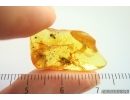 Cockroach Blattaria and Ant Hymenoptera. Fossil inclusions Ukrainian Rovno amber #14096R