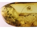 Big 15mm Cockroach Blattaria and More. Fossil inclusions Ukrainian Rovno amber #14097R