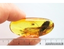 Big 15mm Cockroach Blattaria and More. Fossil inclusions Ukrainian Rovno amber #14097R