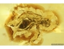 Rare Wasp Hymenoptera Dryinidae. Fossil insect Ukrainian Rovno amber #14098R