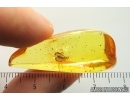 Rare Wasp Hymenoptera Dryinidae. Fossil insect Ukrainian Rovno amber #14098R