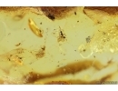 Nice Wasp Hymenoptera, Mites and More in spider web! Fossil Inclusions Ukrainian Rovno amber stone #14099R