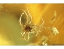 Nice Wasp Hymenoptera, Mites and More in spider web! Fossil Inclusions Ukrainian Rovno amber stone #14099R