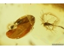 Nice Wasp Hymenoptera, Mites and More in spider web! Fossil Inclusions Ukrainian Rovno amber stone #14099R