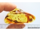 Nice Wasp Hymenoptera, Mites and More in spider web! Fossil Inclusions Ukrainian Rovno amber stone #14099R