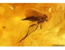Winged Ant Hymenoptera, Snipe Fly Rhagionidae, Beetle and More. Fossil iclusions in Big 50g Ukrainian Rovno amber stone #14100R