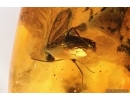 Winged Ant Hymenoptera, Snipe Fly Rhagionidae, Beetle and More. Fossil iclusions in Big 50g Ukrainian Rovno amber stone #14100R