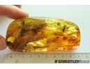 Winged Ant Hymenoptera, Snipe Fly Rhagionidae, Beetle and More. Fossil iclusions in Big 50g Ukrainian Rovno amber stone #14100R