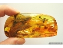 Winged Ant Hymenoptera, Snipe Fly Rhagionidae, Beetle and More. Fossil iclusions in Big 50g Ukrainian Rovno amber stone #14100R