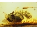 Ant Hymenoptera and Leaf. Fossil inclusions Ukrainian Rovno amber #14101