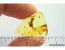 Ant Hymenoptera and Leaf. Fossil inclusions Ukrainian Rovno amber #14101