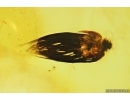 Seed vessel. Fossil inclusion in Baltic amber #14102