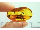 Seed vessel. Fossil inclusion in Baltic amber #14102