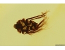 Nice Seed vessel. Fossil inclusion in Baltic amber #14103