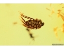 Nice Seed vessel. Fossil inclusion in Baltic amber #14103