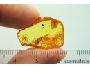 Nice Seed vessel. Fossil inclusion in Baltic amber #14103