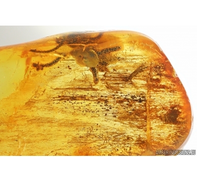 Fungi Mycelium. Fossil inclusion in Baltic amber #14104