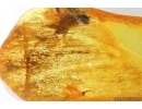 Fungi Mycelium. Fossil inclusion in Baltic amber #14104