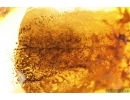 Fungi Mycelium. Fossil inclusion in Baltic amber #14104