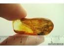 Fungi Mycelium. Fossil inclusion in Baltic amber #14104
