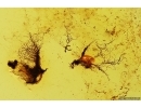 Rare Fungi Mycelium. Fossil inclusion in Baltic amber #14105