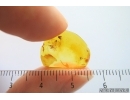Rare Fungi Mycelium. Fossil inclusion in Baltic amber #14105
