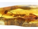 Lichen, Plant. Fossil inclusion in Baltic amber #14106