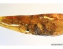 Lichen, Plant. Fossil inclusion in Baltic amber #14106
