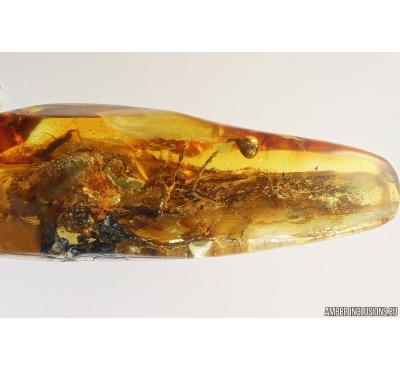 Lichen, Plant. Fossil inclusion in Baltic amber #14106