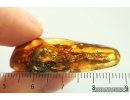 Lichen, Plant. Fossil inclusion in Baltic amber #14106
