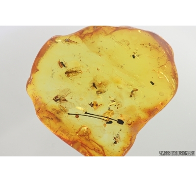 Flower fragments and More. Fossil inclusions in Baltic amber stone #14107